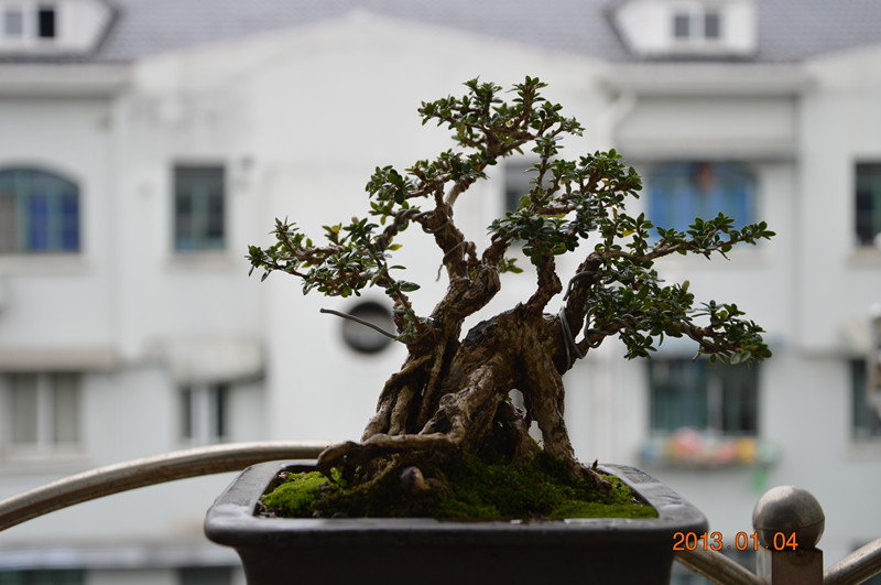 DSC_0040_.jpg