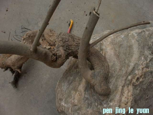 P1060224.JPG