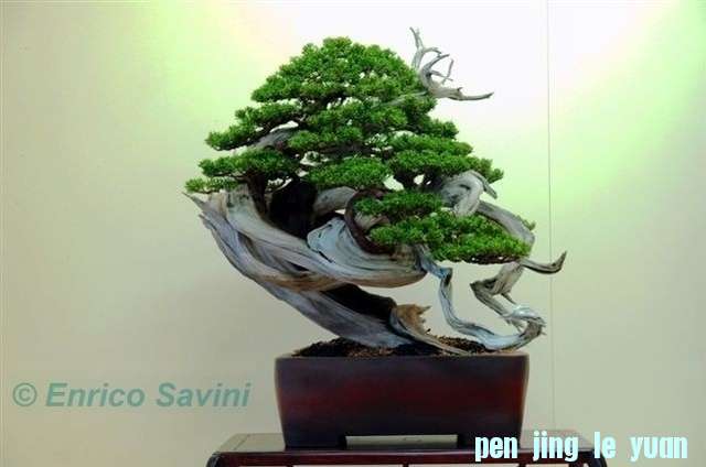 Juniperus itoigawa \\'Ciclone\\' by Enrico Savini.jpg