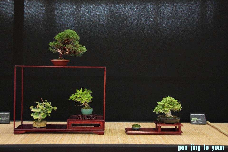 Festival International du Bonsai Saulieu 8 & 9 october 2011 043.jpg