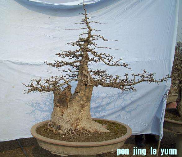 100_4040.JPG