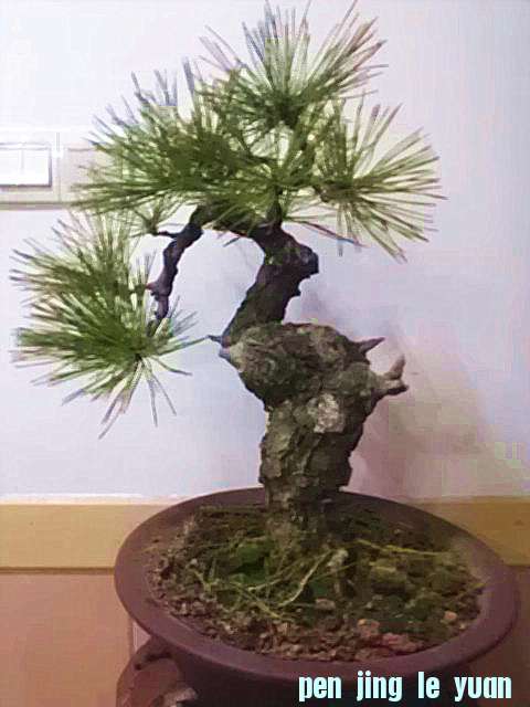 IMAG0771_.jpg