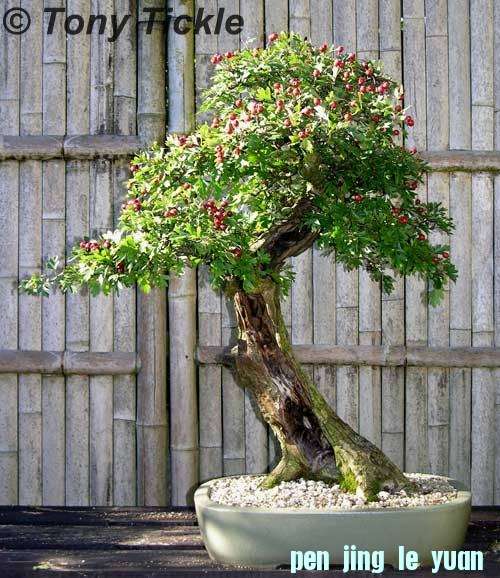 Upright Hawthorn Tony Tickle.jpg