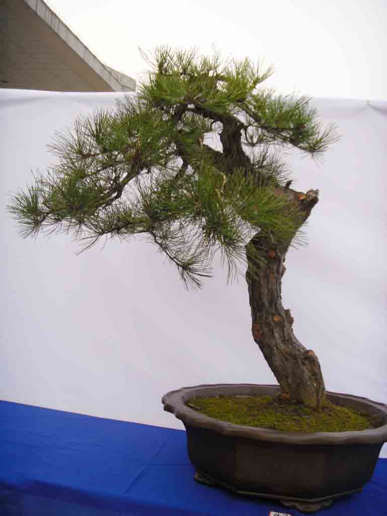 SDC13037.JPG