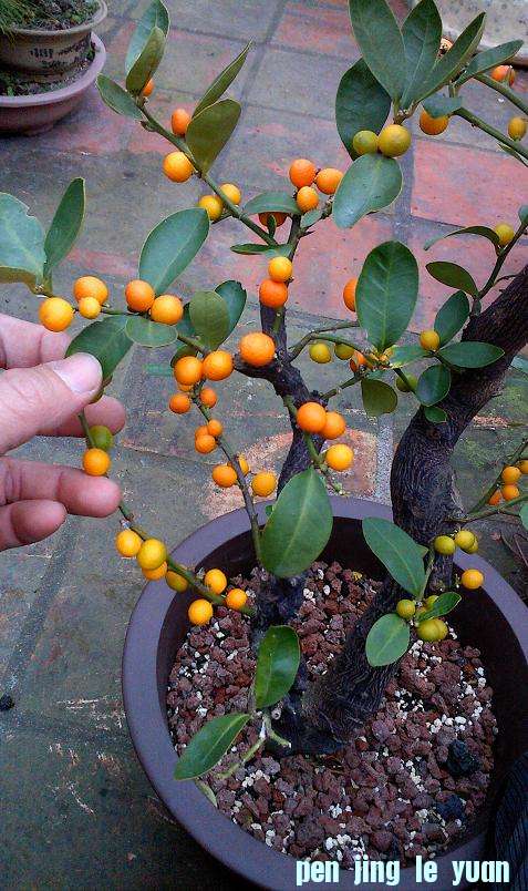 IMG1226171200.jpg