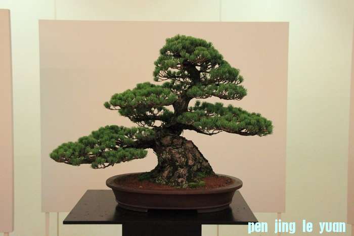 Bonsai Autumn 2010 014.jpg