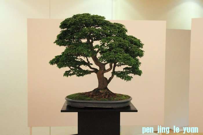 Bonsai Autumn 2010 013.jpg