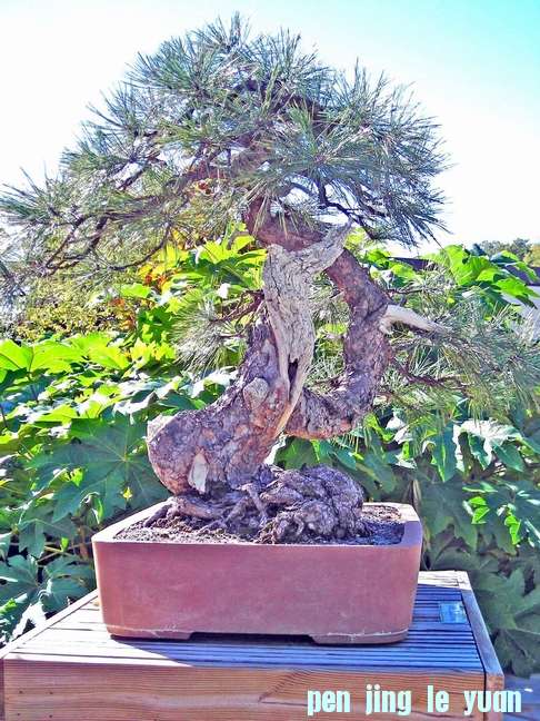 Pinus_ponderosa6~0.jpg