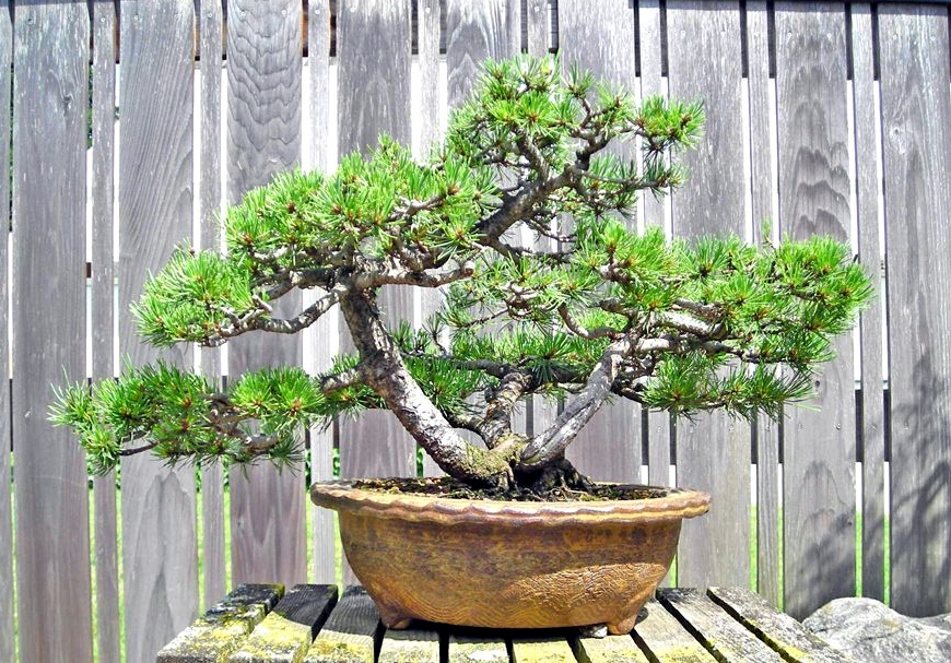 PInus_mugo2_sm.jpg