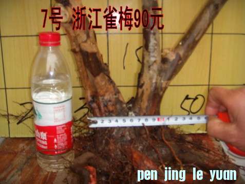 DSCN1554_conew1.jpg