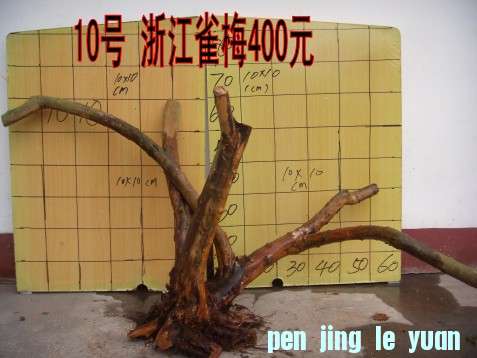 DSCN1586_conew1.jpg