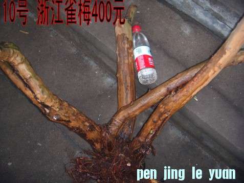 DSCN1603_conew1.jpg