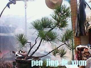 IMG1308A.jpg