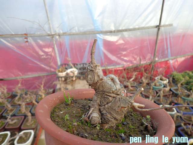 DSC00102.JPG
