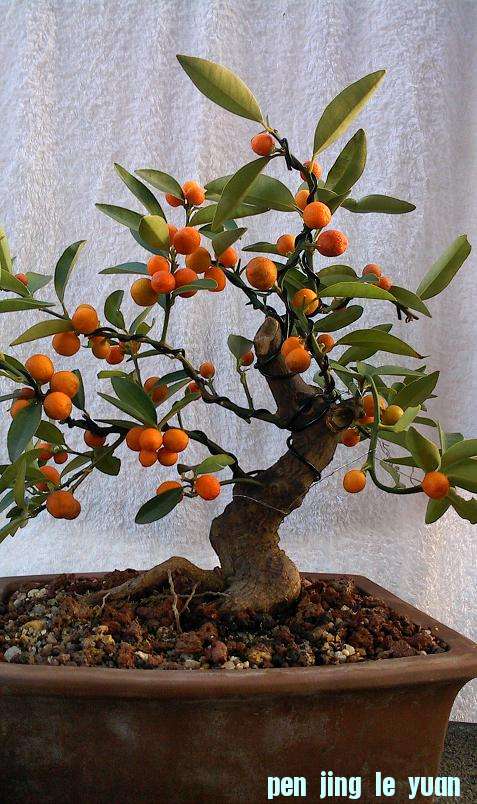 IMG0113171000.jpg