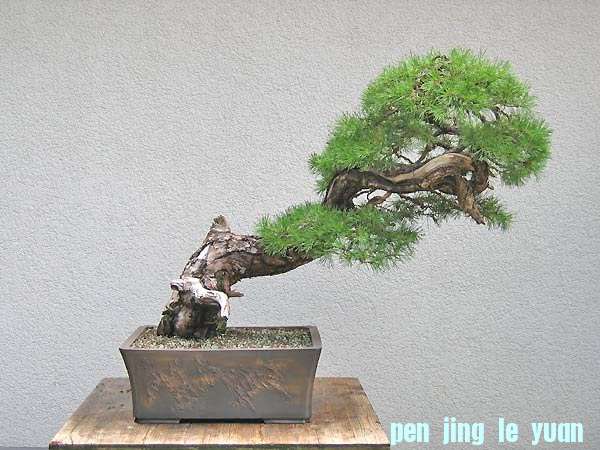 chris_Pinus-sylvestris.jpg
