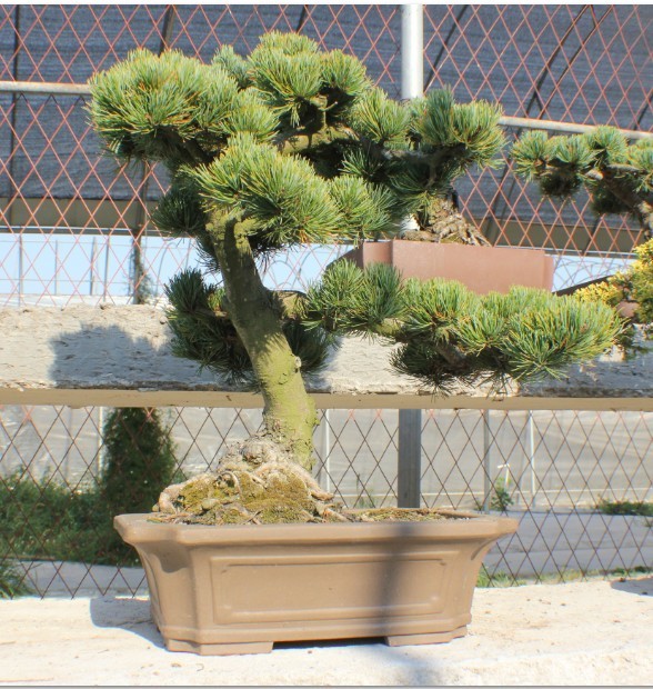 �˴�5cm ����߶�50cm����