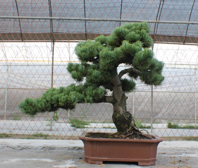 ������10cm�˴�8cm �����65cm