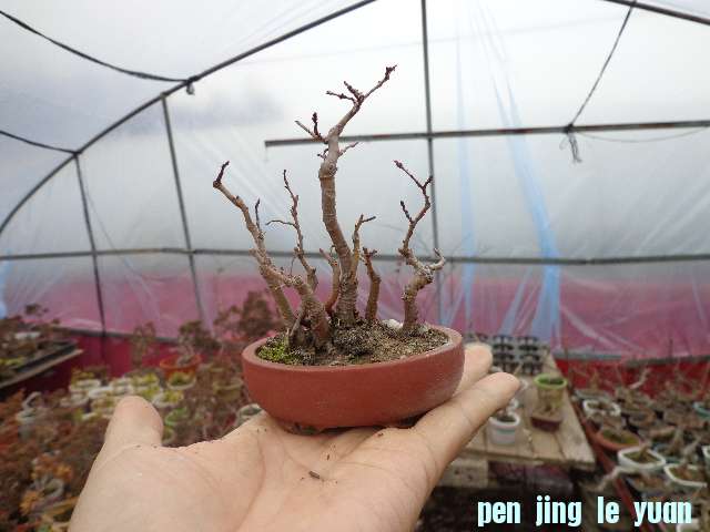 DSC00121.JPG