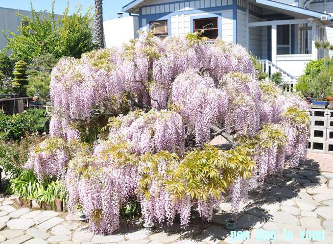 Boon-wisteria.jpg