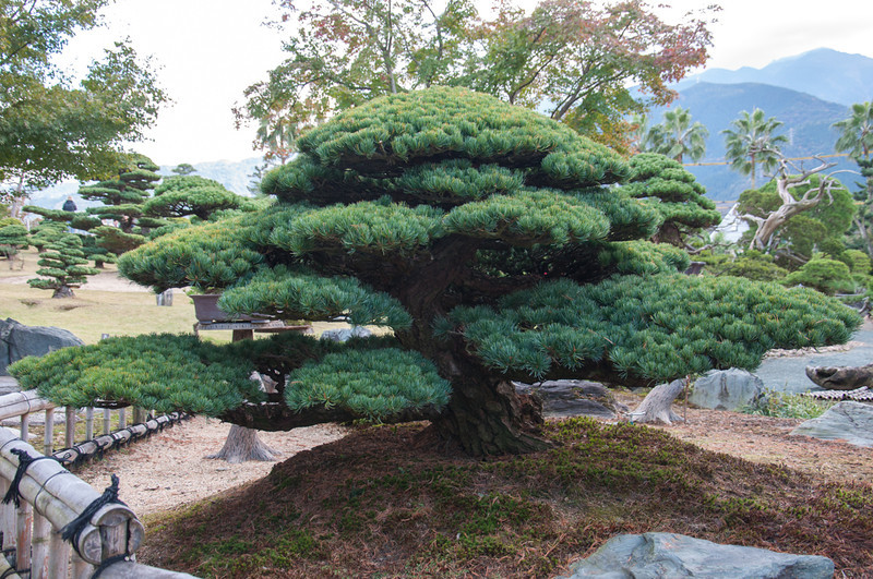 20111121-DSC_0257-L.jpg