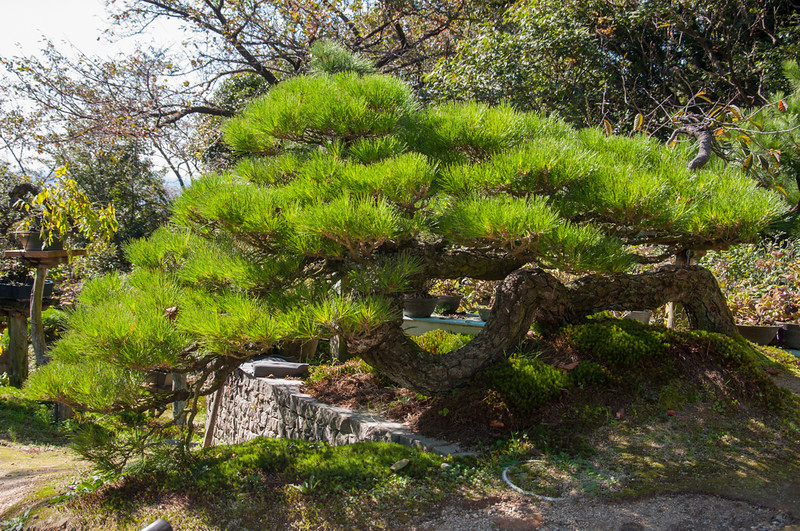 DSC_0075-L.jpg