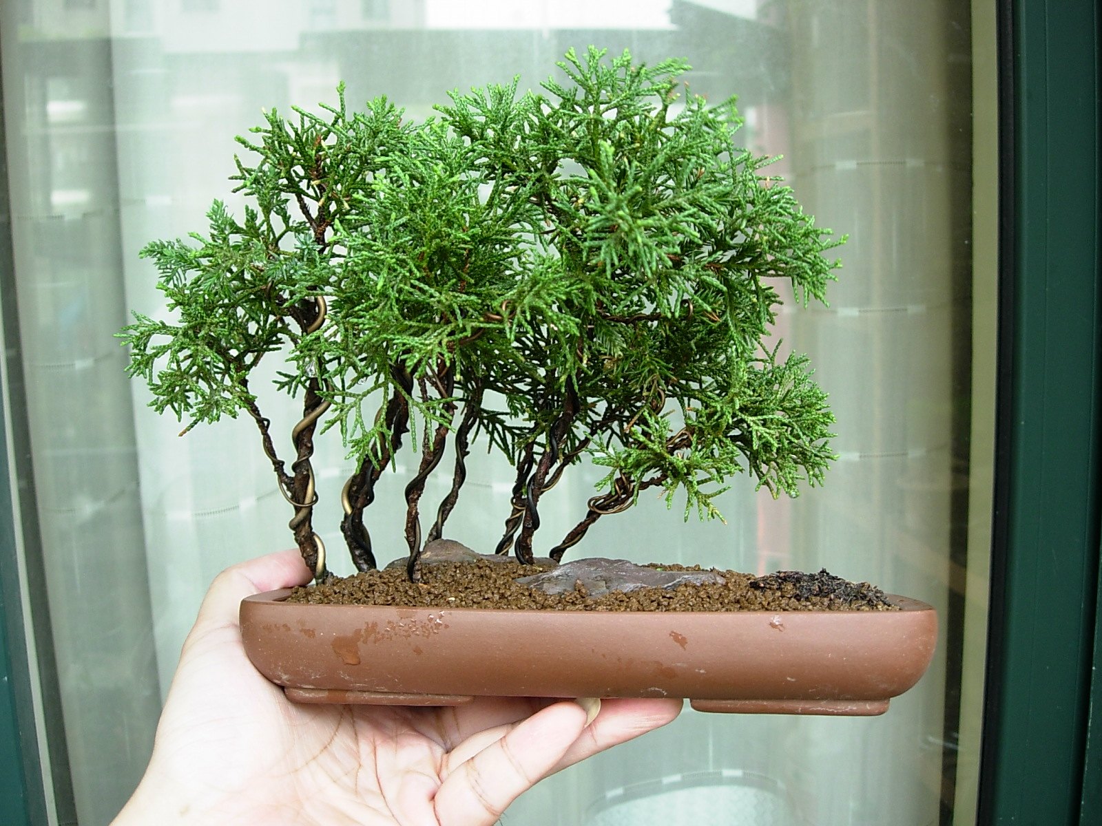 DSCN8101_conew1.jpg
