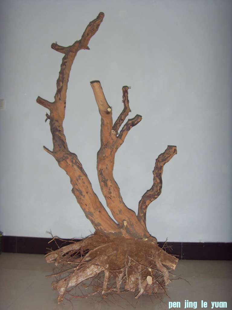 SDC10171_.jpg