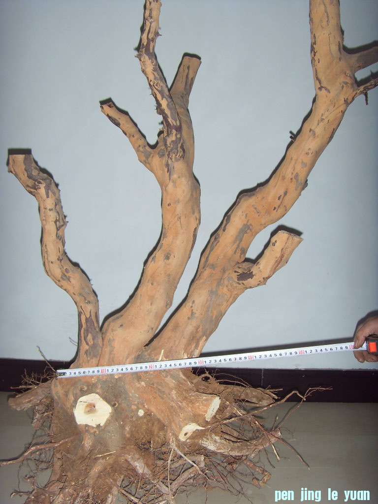 SDC10169_.jpg