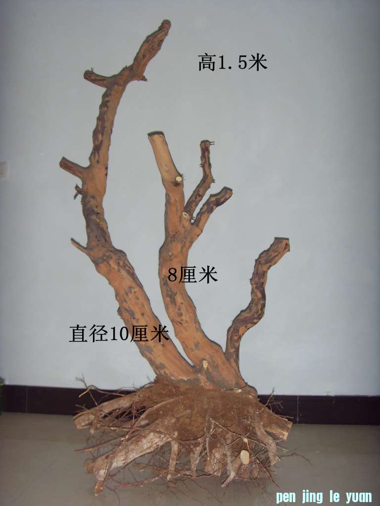 55.jpg