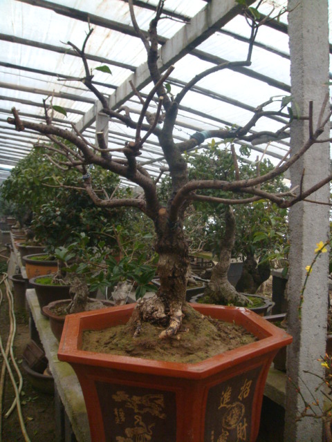 DSC02475.JPG