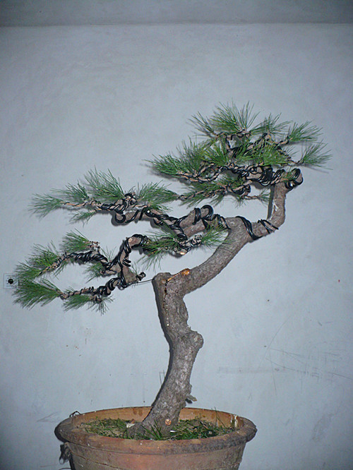 P1040081_.jpg