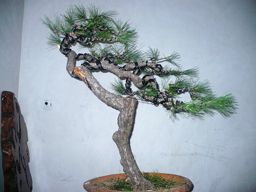 P1040077_.jpg