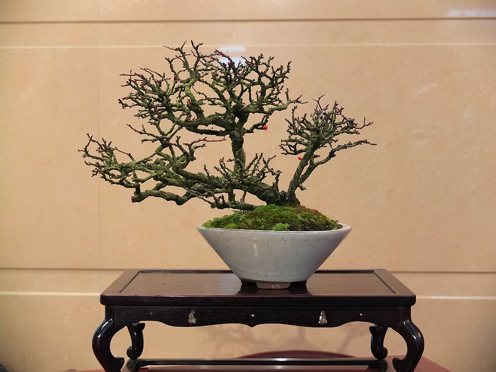 DSCF2731.jpg