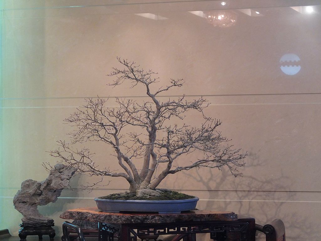 DSCF7204.jpg