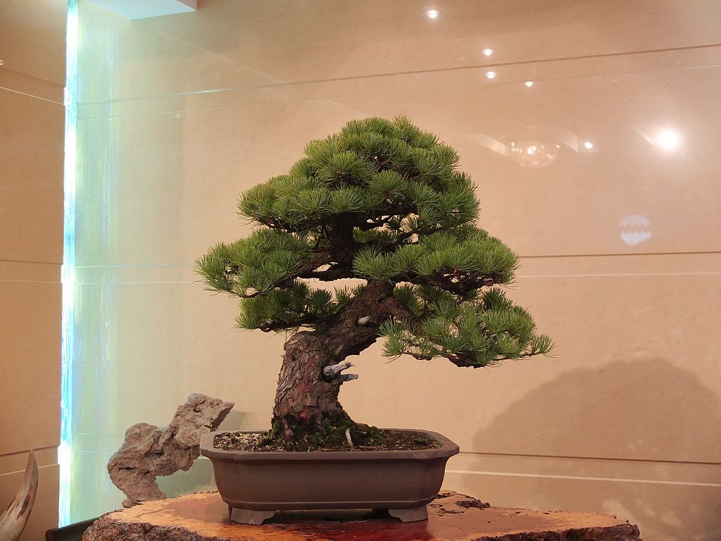 DSCF7430.jpg