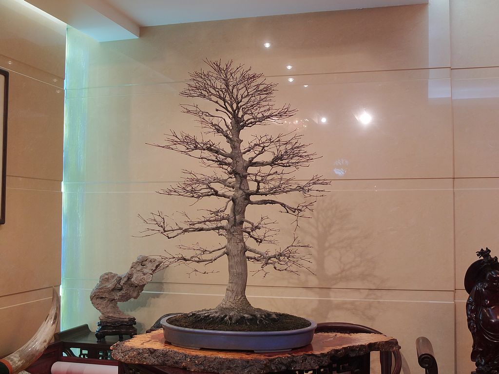 DSCF7491.jpg