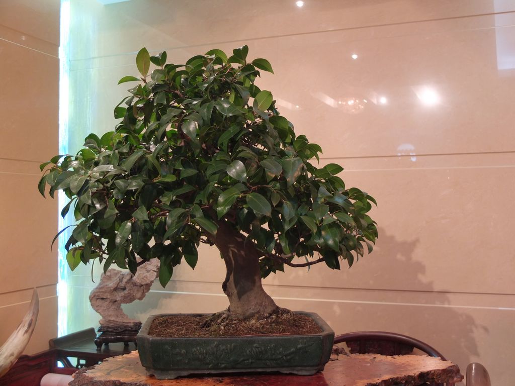 DSCF7594.jpg