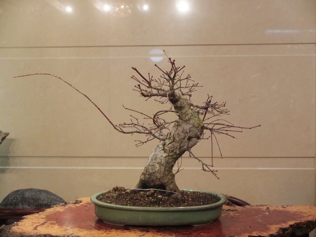 DSCF7574.jpg