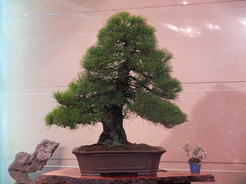 DSCF7957.jpg
