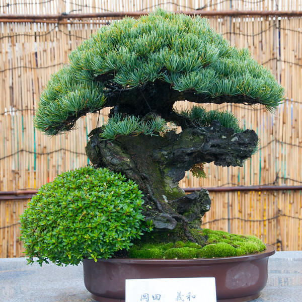 20111119-DSC_0358-L.jpg