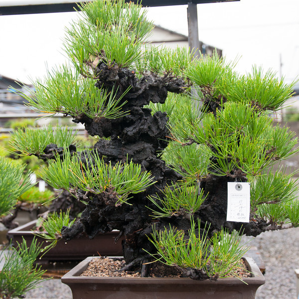 20111119-DSC_0385-L.jpg