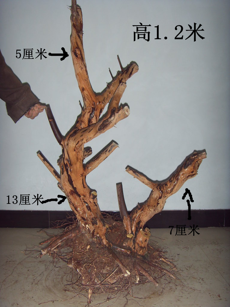 SDC10186_.jpg