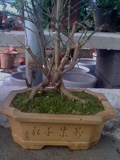 IMG0227A.jpg