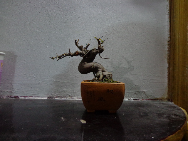 DSC00162.JPG