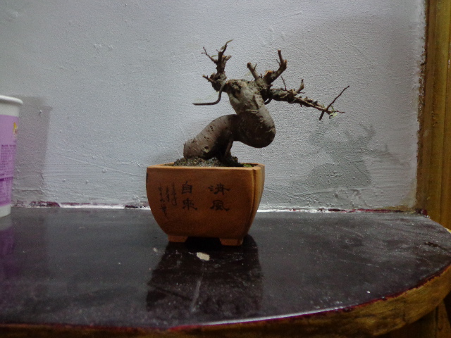 DSC00163.JPG