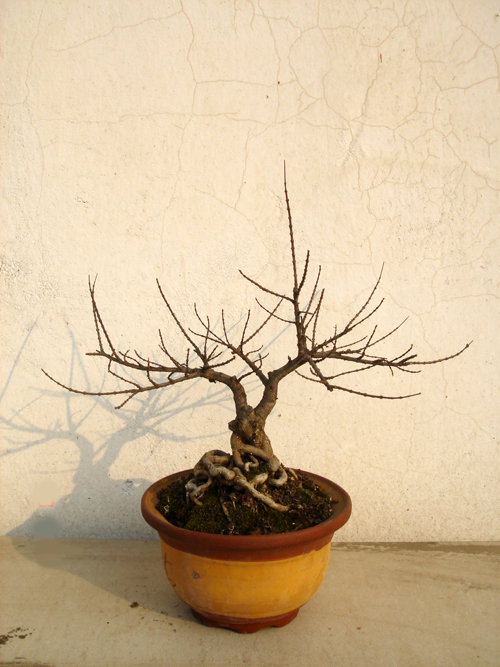DSC00043.JPG