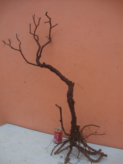 DSC09878.JPG