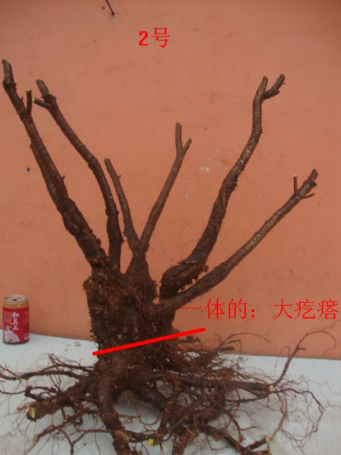 DSC09879.JPG