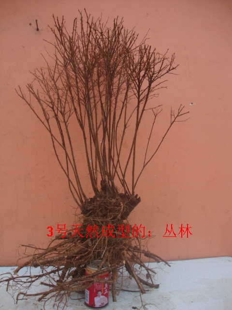 DSC09899.JPG